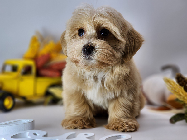 PUPPIES FOR ADOPTION