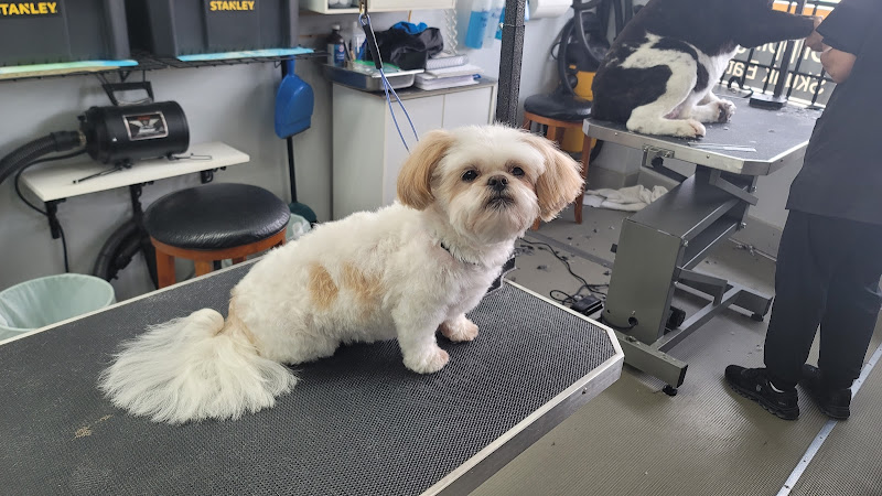 Turner and Pooch Spaw – Waterloo, Ontario