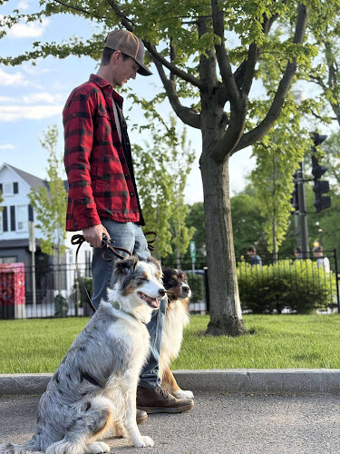 Heneli Solution Canine