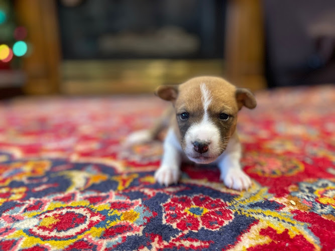 A Girl’s Best Friend Pups – Basenji Dog Breeders Ontario, Canada